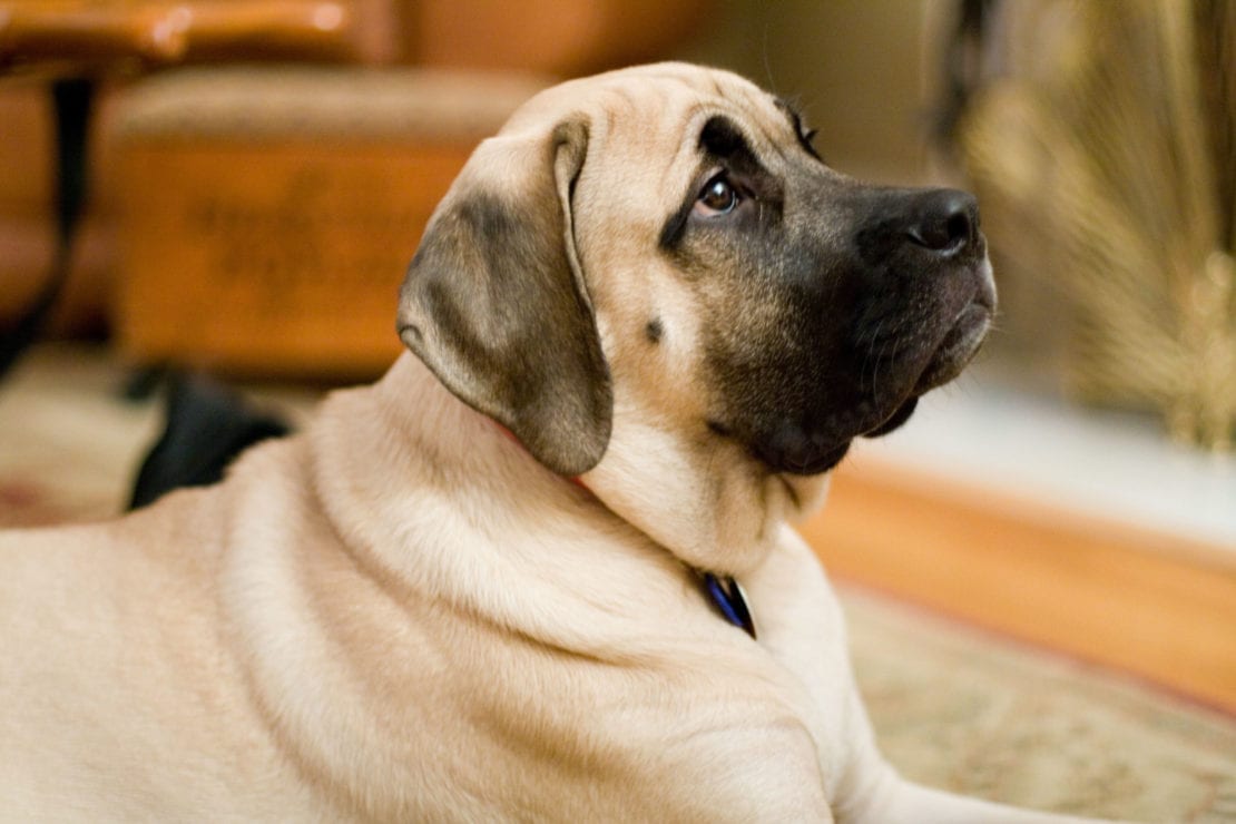 Питомцы-гиганты: ТОП-3 самые крупные породы собак
