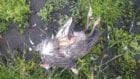 Беда в яхт-клубе «Сич»: дикие животные загрызли 65 птиц
