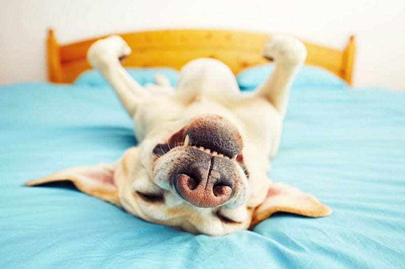 Наглость - второе счастье: ТОП-3 самых вредных породы собак