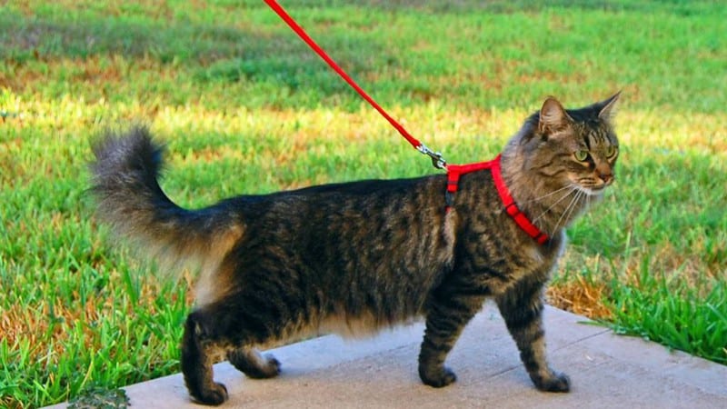 Выгуливать кота на поводке опасно: мнение ветеринаров