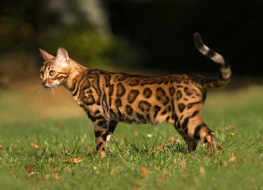 Пушистые долгожители: ТОП-3 породы кошек с крепким здоровьем