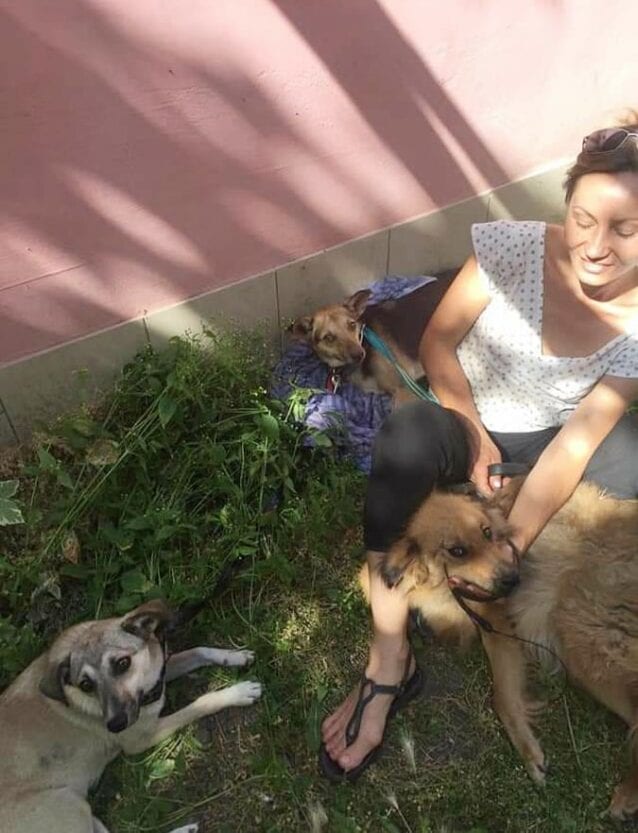 Собак с Днепропетровщины повезли на верную смерть в Харьков