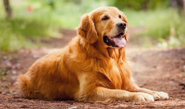 Дружелюбные и покладистые: ТОП-5 самых ласковых пород собак