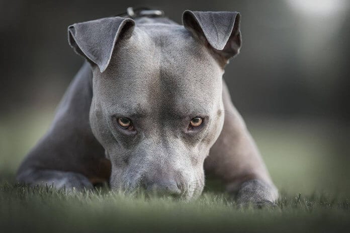 «Плохие мальчики»: ТОП-5 самых непослушных пород собак