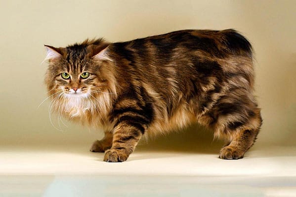 Бесстрашные и любопытные: ТОП-5 пород кошек, которых привлекает вода