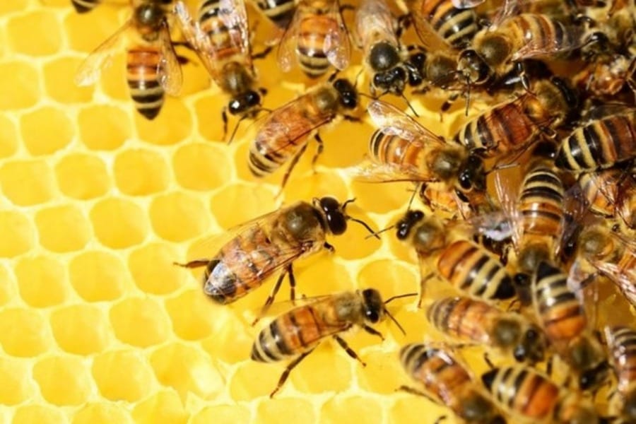 2 июля, день Зосимы Пчельника: традиции и приметы