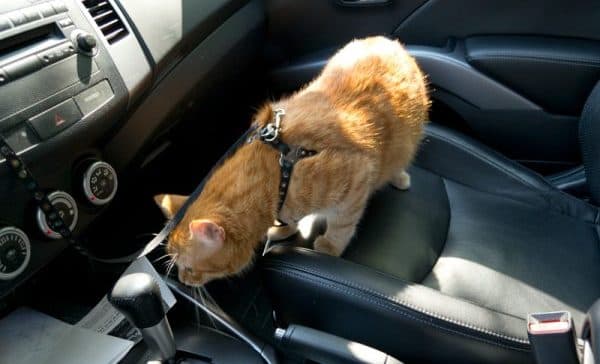 Как перевозить кота в машине 