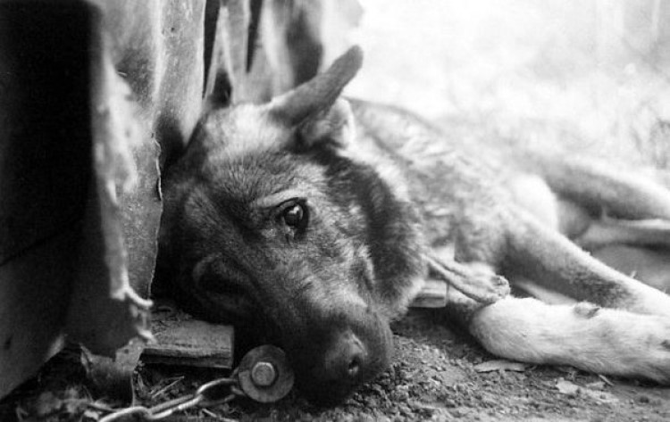 Умирают в страшных муках: в Днепре массово травят собак