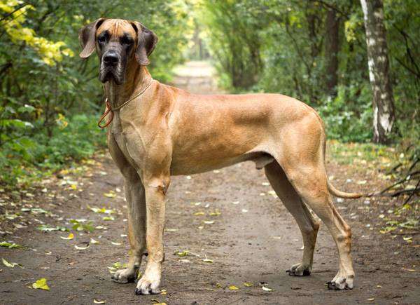 Собаки-тяжеловесы: ТОП-3 самых крупных и сильных пород