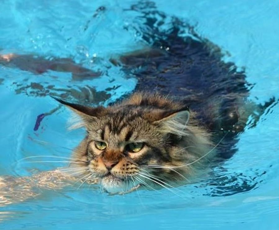 ТОП-5 пород кошек, которых привлекает вода
