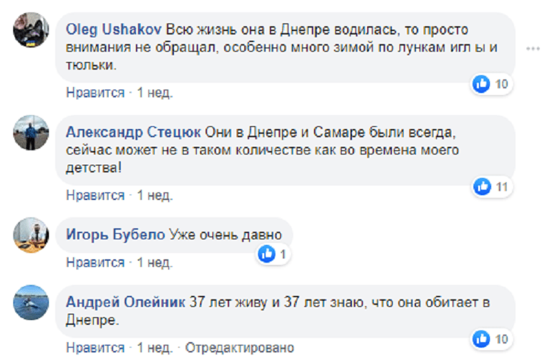 Они были здесь всегда: в Днепре поймали экзотических рыб