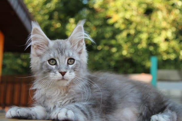 Пушистые долгожители: ТОП-3 породы кошек с крепким здоровьем