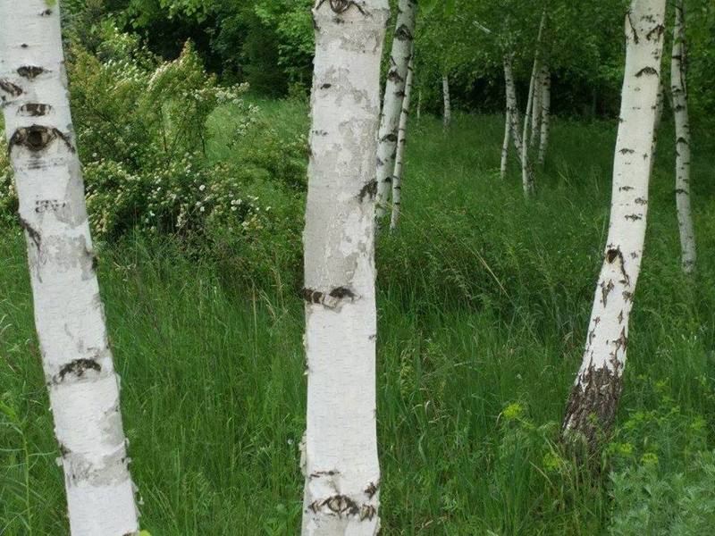 Ландшафтный парк Светланы Кульбашной открыт для посетителей 