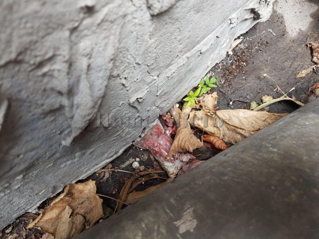 Крысы лезли в квартиры и бегали по машинам: коммунальщики спасают днепрян от нашествия грызунов
