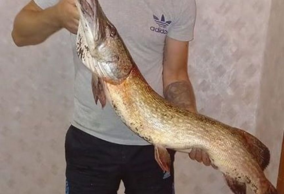Под Днепром рыбак поймал огромную 7-килограммовую щуку (Фото)