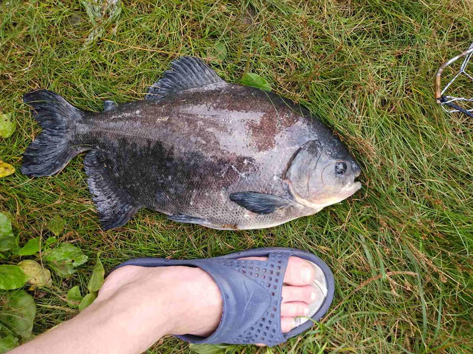 Пресноводные "чудища": мужчина в озере выловил рыбу с человеческими зубами