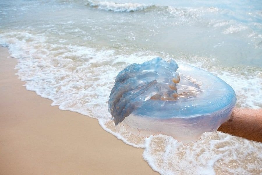 Что делать, если ужалила медуза: первая помощь