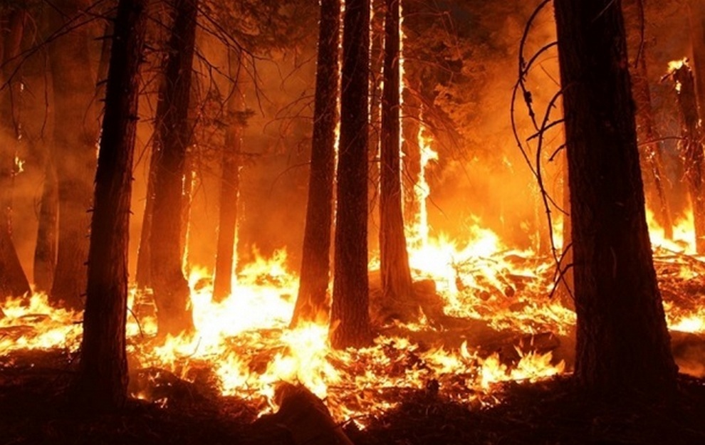 В Днепре и области объявили высочайший уровень пожарной опасности
