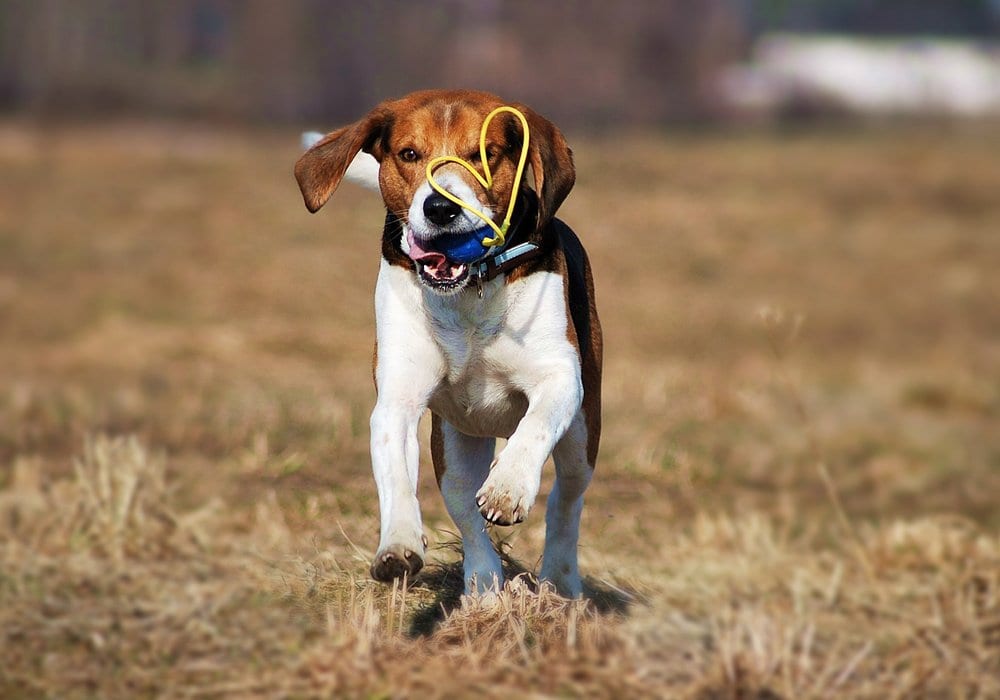 Лучшие помощники в охоте: ТОП-5 гончих пород собак