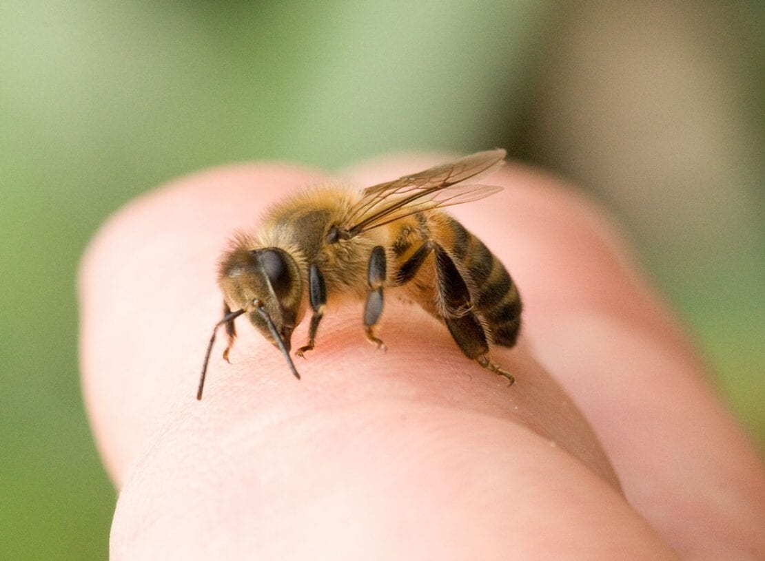 Первая помощь при укусе осы или пчелы: что нельзя делать