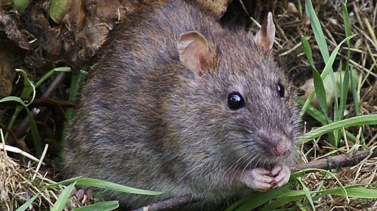 Нашествие крыс в Днепре: как избавиться от грызунов
