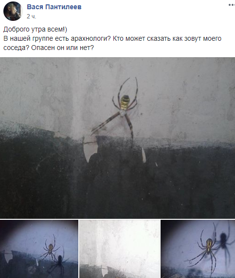 Жителей Днепропетровской области напугал огромный полосатый паук (Фото)