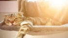 Как помочь коту пережить жару: ТОП-5 полезных советов