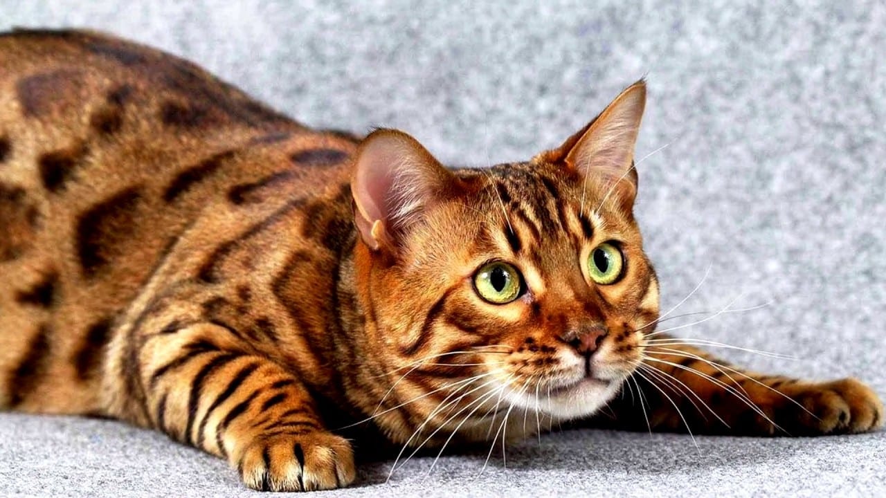 На грани исчезновения: ТОП-5 самых редких пород кошек в мире