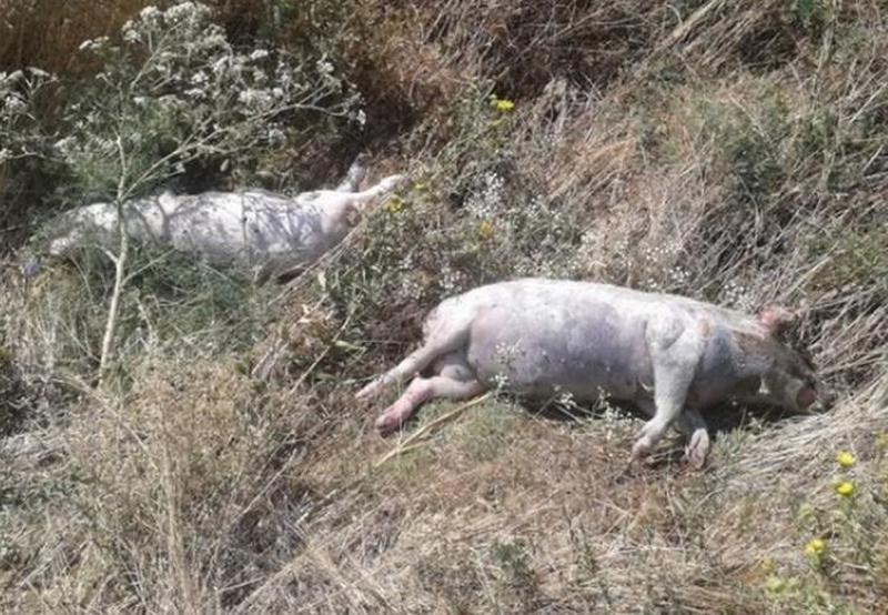 Рядом с Днепром оставили трупы свиней с африканской чумой