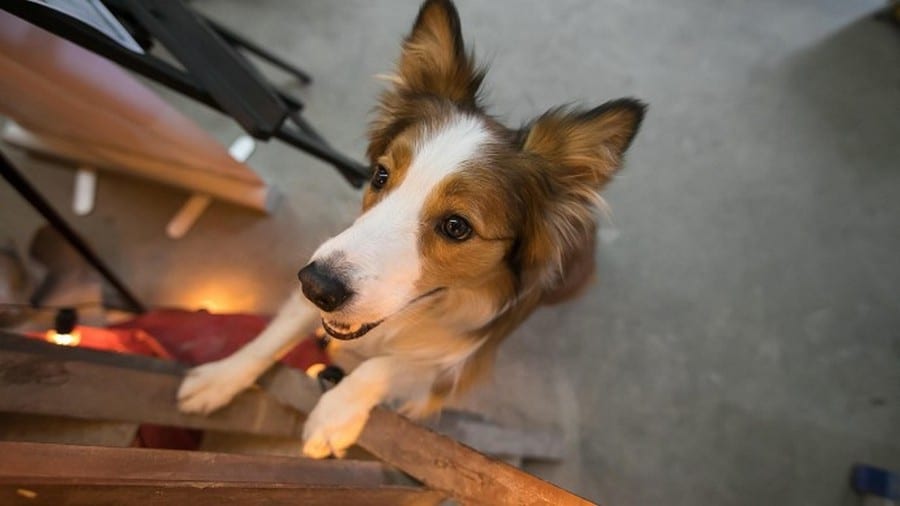 Спасут от осенней хандры: ТОП-3 породы собак для одиноких людей