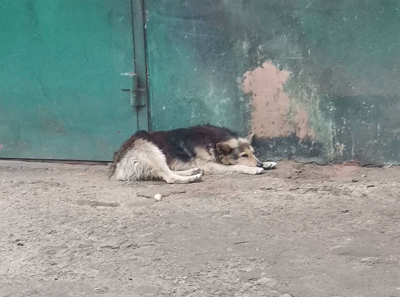 В Днепре в Диевке собака покусала мужчину. Новости Днепра