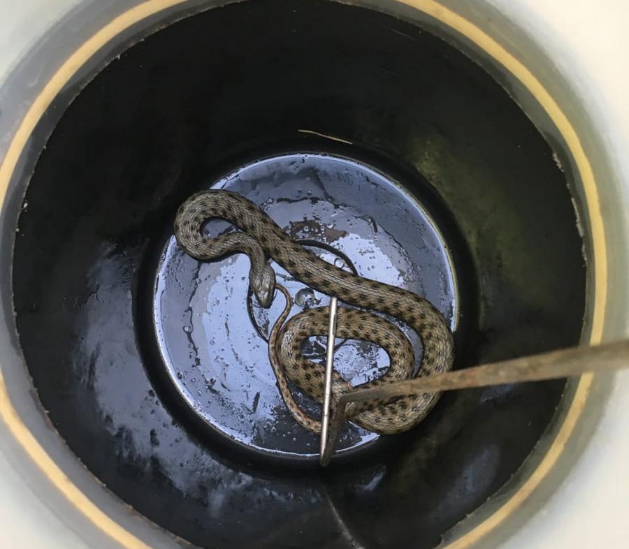 Неожиданная гостья: в Днепре во двор заползла метровая змея (Фото)