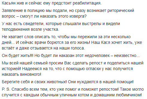 В Днепре мужчина подстрелил соседского кота из пневматики. Новости Днепра