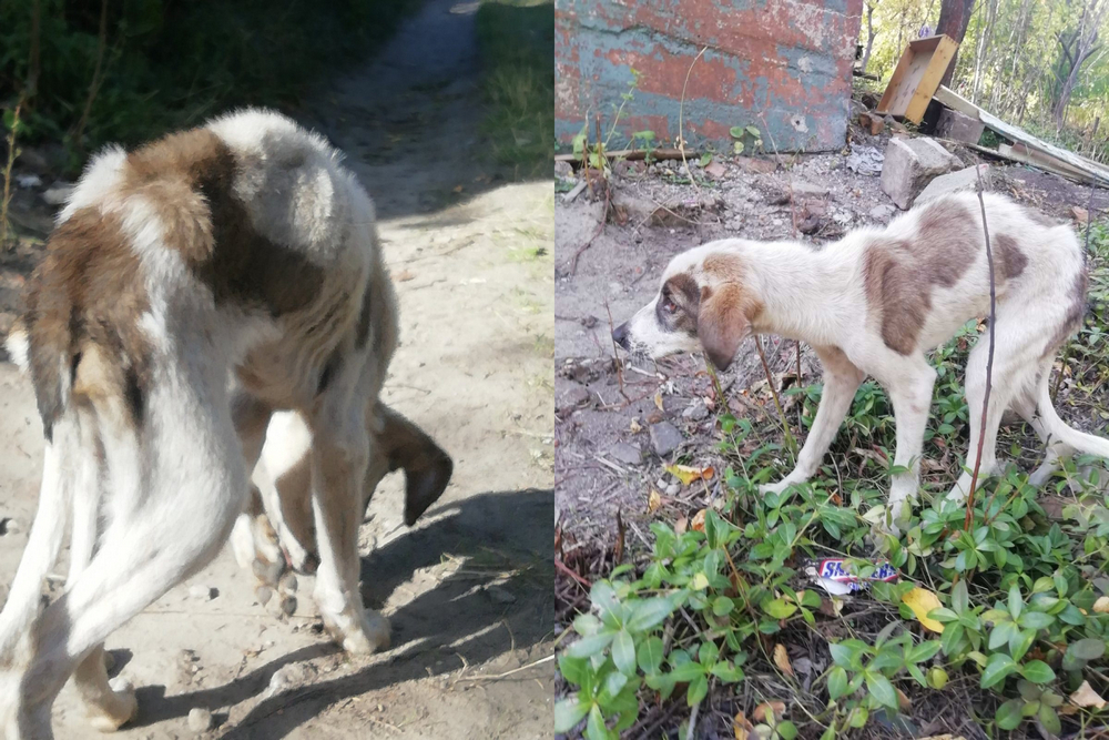 В Таромском умирают от голода два щенка. Новости Днепра
