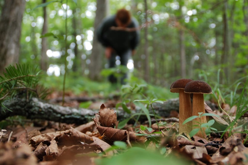 Опасные двойники: как распознать ядовитые грибы. Новости Днепра