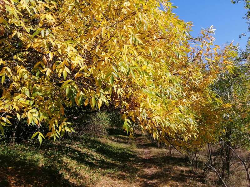 Яркие краски осени в Тоннельной балке. Новости Днепра