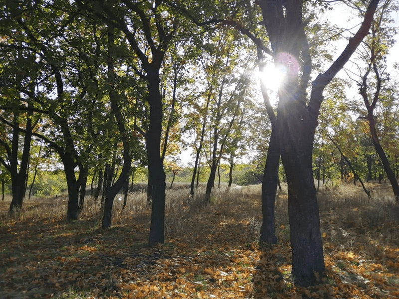 Яркие краски осени в Тоннельной балке. Новости Днепра