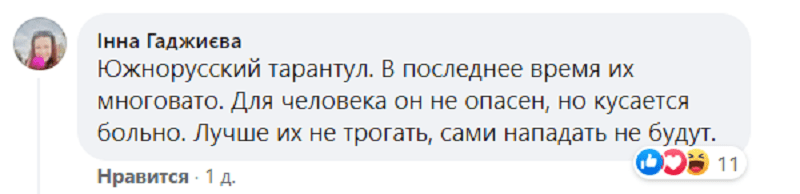 В Днепре массово развелись ядовитые пауки-волки. Новости Днепра