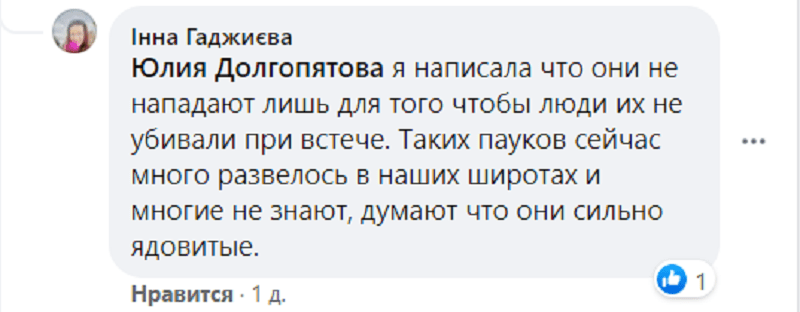 В Днепре массово развелись ядовитые пауки-волки. Новости Днепра