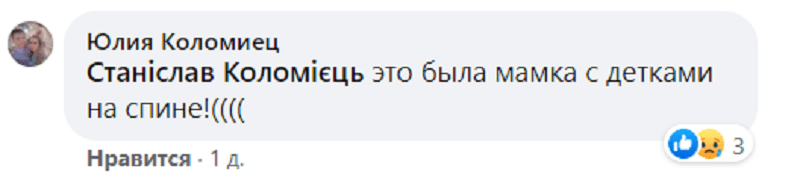 В Днепре массово развелись ядовитые пауки-волки. Новости Днепра