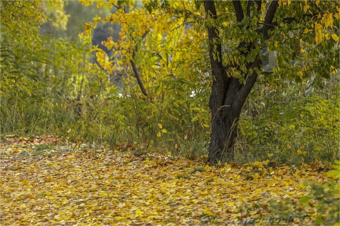 Невероятные сны листопада: Днепр окунулся в краски зеленой осени (Фото)