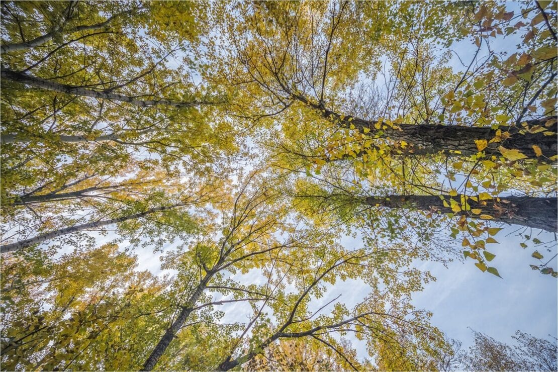 Невероятные сны листопада: Днепр окунулся в краски зеленой осени (Фото)