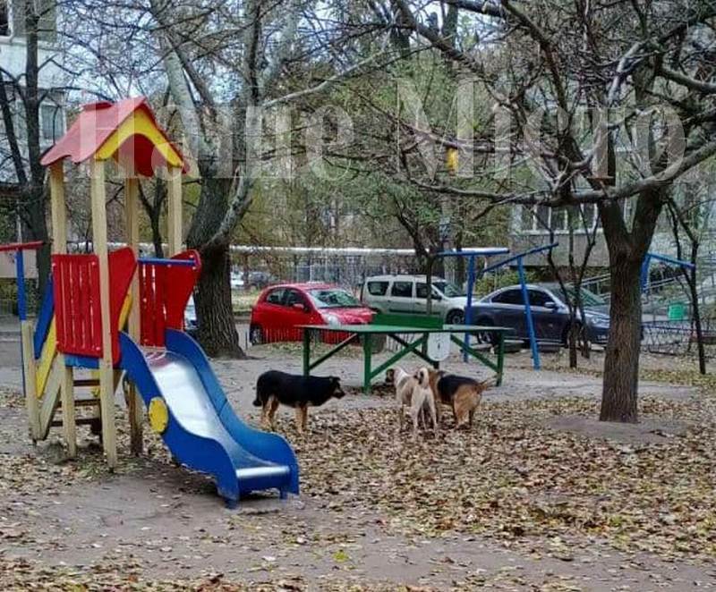 В Днепре на ж/м Покровский жители напуганы сворой крупных собак (Фото)