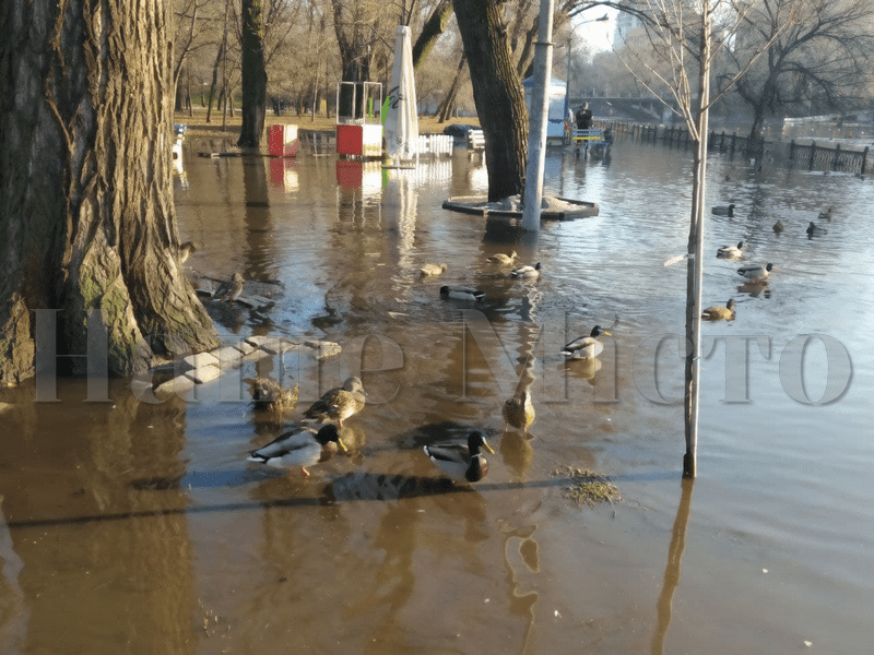 Горожане кормят уток, которые плавают по тротуару  – новости Днепра