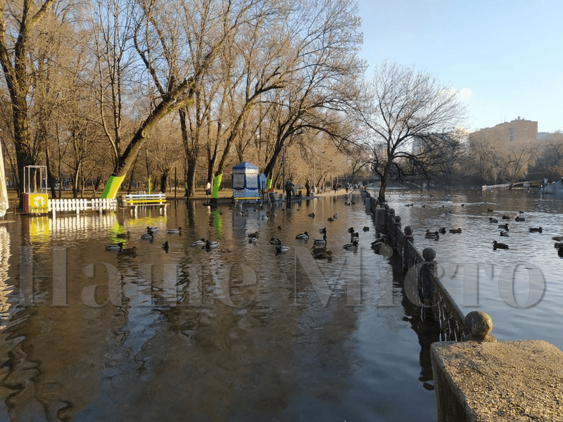 Горожане кормят уток, которые плавают по тротуару  – новости Днепра