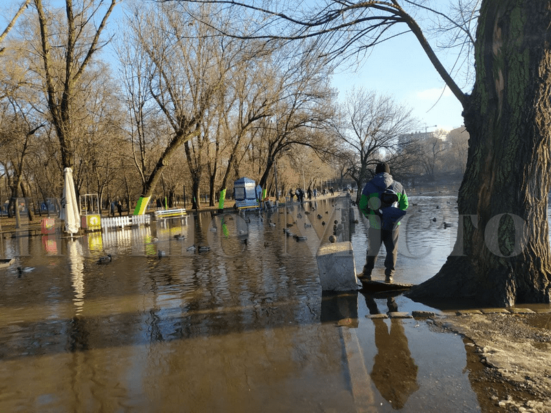 Горожане кормят уток, которые плавают по тротуару  – новости Днепра