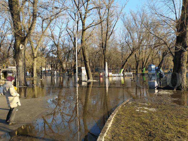 Горожане кормят уток, которые плавают по тротуару  – новости Днепра