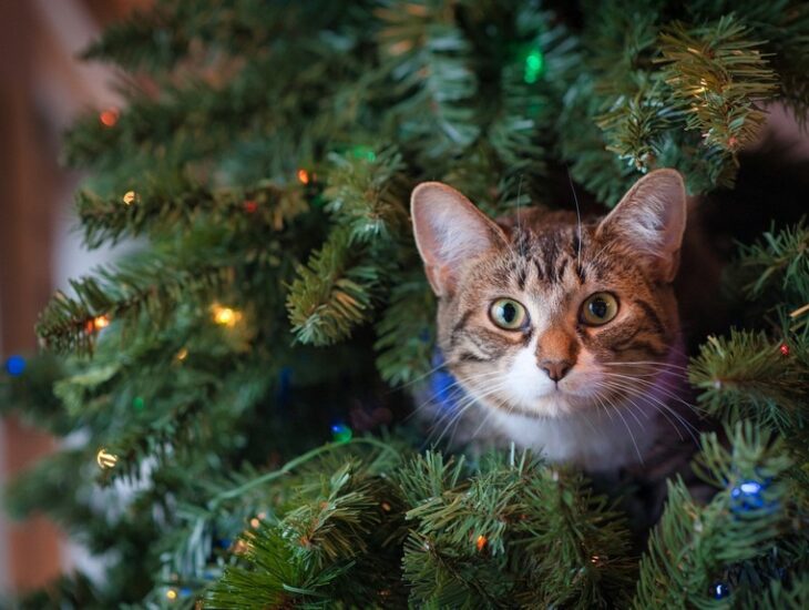 Коты и елка: как уберечь новогоднюю елку от котов