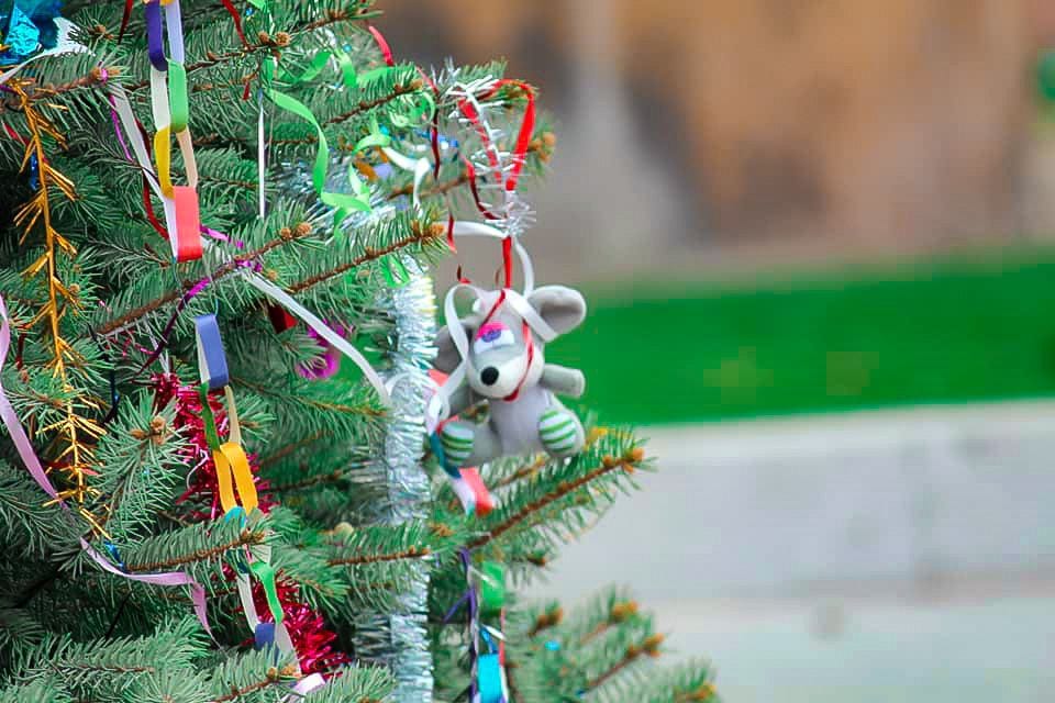 Не пожалели лучших игрушек: в Днепре на Райончике по-домашнему украсили елку (Фото)