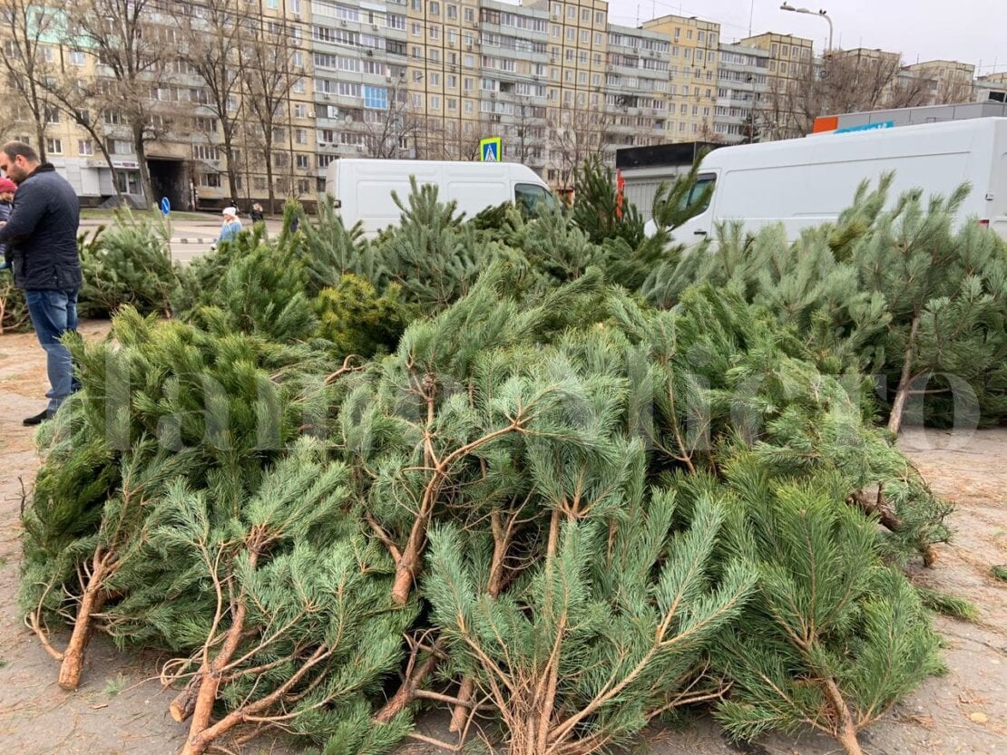 В Днепре бесплатно раздают новогодние елки (Фото)